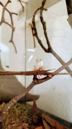 Baby Mantis Hunting instinct | Jagdinstinkt ⚠️#shorts #vlog