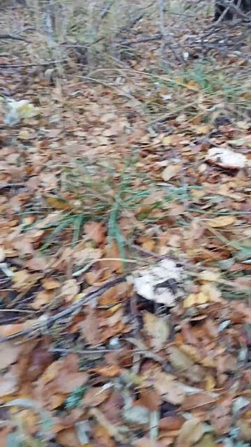 грибы рядовка