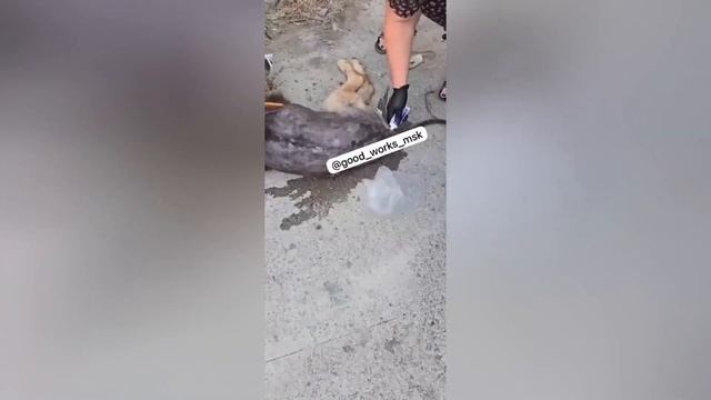 ‼️Майора погрузили! #приютгвардия #помощьсобаке
