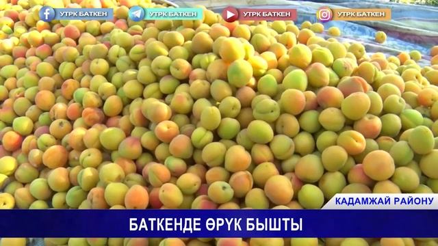 БАТКЕНДЕ ӨРҮК БЫШТЫ смотреть онлайн