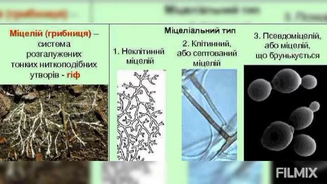 Основи біології. Царство Гриби Ч 2. смотреть онлайн