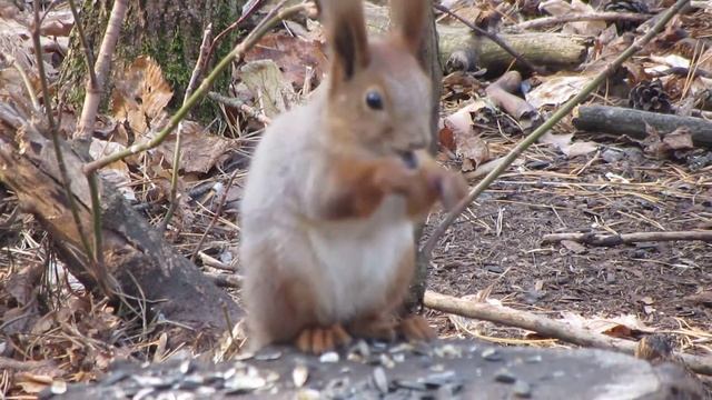 БЕЛОЧКА КРУПНЫМ ПЛАНОМ!!! смотреть онлайн