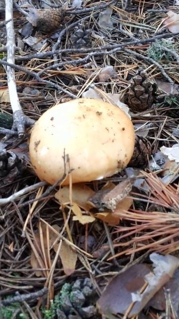 Сыроежка желтая смотреть онлайн