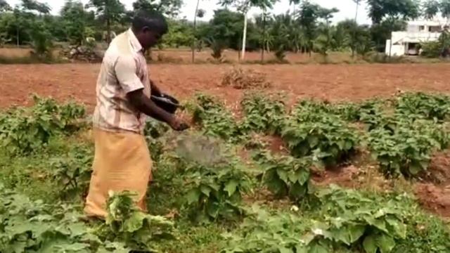 கத்தரியில் சொத்தைக் காய்கள் வருவதை தடுக்கும் முறைகள். லோகநாதன் நம்பியூர். смотреть онлайн