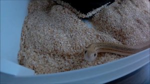 Pituophis catenifer affinis Super Forks