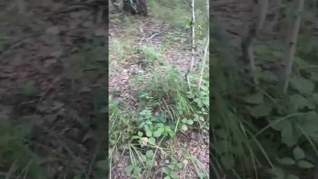 Что же всё-таки за гриб?) смотреть онлайн