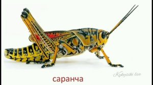 Карточки Домана Звуки Насекомые