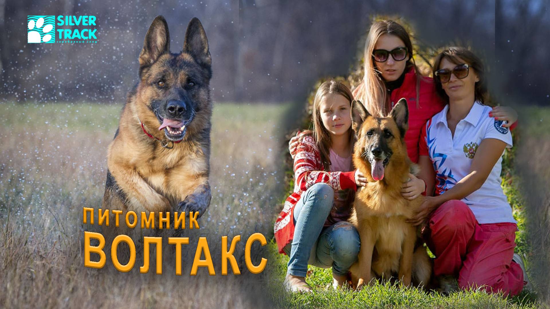 Племенной питомник немецкой овчарки "Волтакс". Руковолитель Волошина Татьяна. г. Владивосток