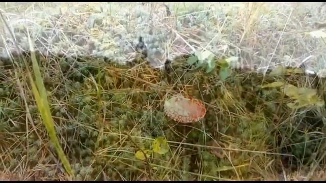 Прогулка по осеннему лесу. Собираем и маринуем грибы