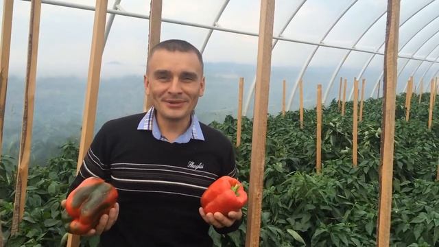 Кубовидний перець Геркулес F1 в Теплиці 19/09/2014 в Закарпатті, с. Заріччя, CLAUSE