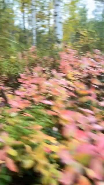 ОБАЛДЕТЬ! БЫВАЕТ ЖЕ ТАКОЕ СОСЕДСТВО! КРАСКИ ОСЕНИ