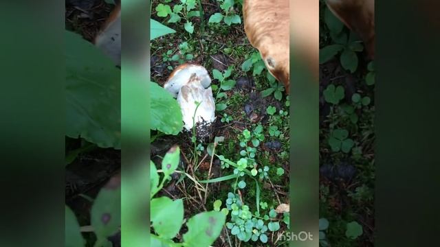 Грибочки в августе👌 смотреть онлайн