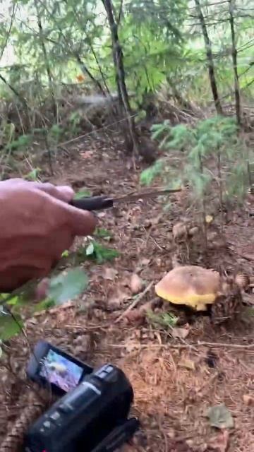 Грибы есть, но мало! смотреть онлайн