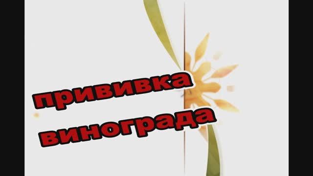 Прививка винограда в штамб смотреть онлайн