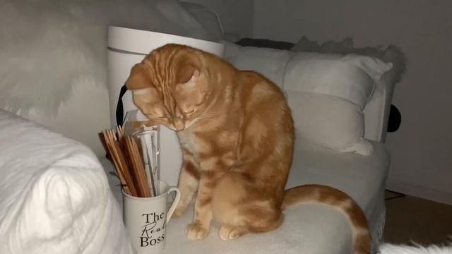 ВЛОГ ИЗ ГЕРМАНИИГРИБЫ В СЛИВОЧНОМ СОУСЕКАПУСТА СОЛЁНАЯМОЯ ТИГРАЦИЯжизньвгермании