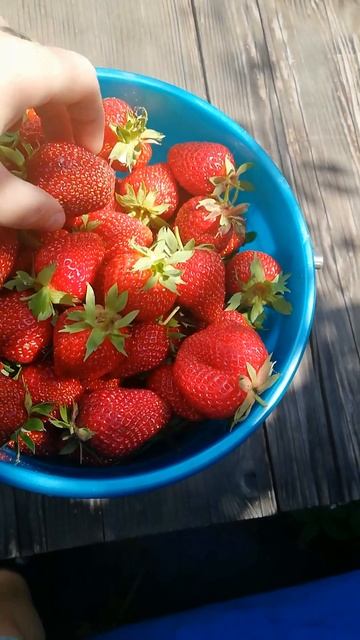 Чтоб гнилой клубники не было #клубника #гниль #болезниклубники #shorts смотреть онлайн