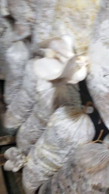 парвариши гериби (хоч)