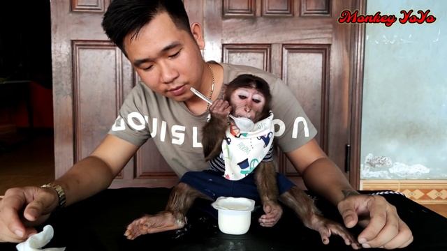 Monkey YoYo JR uses spoon to eat yogurt