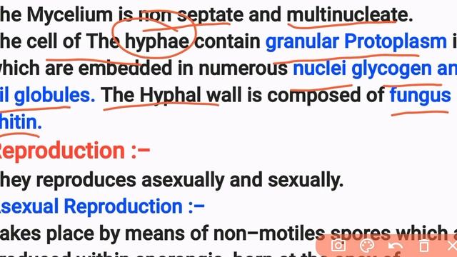 TGT|PGT Biology|Rhizopus (Bread moulds)Full lecture|Lt grade|GIC biology By Priyal bhati смотреть онлайн