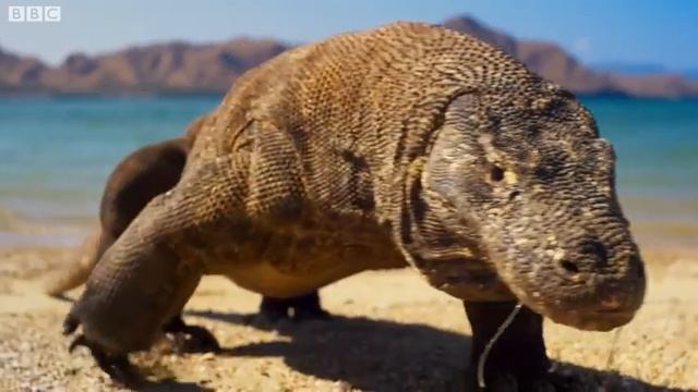 Planet Earth: celebration смотреть онлайн