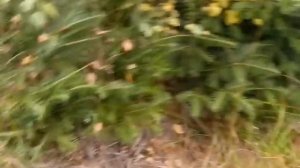 Гриби у травах