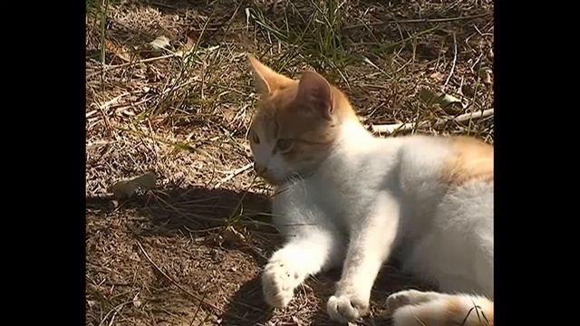 Архив 2012, Я в мир поэзии вхожу, передача о котельниковских поэтах и исполнителях смотреть онлайн