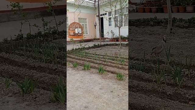 #кабки андарак кати чуча смотреть онлайн