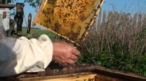 Деление и переселение пчел (3 серия)