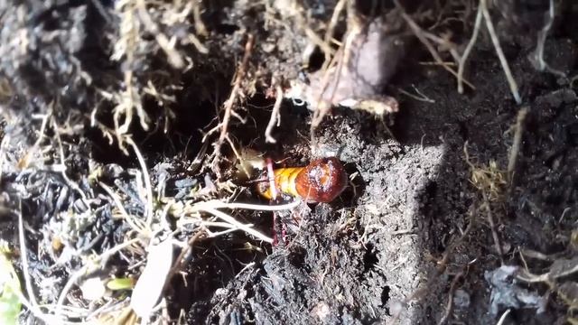 Yarchagumba Alive in Manang - Nepal FULL HD