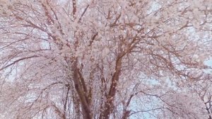 Ольга Збарская. Поэзия. Кружева