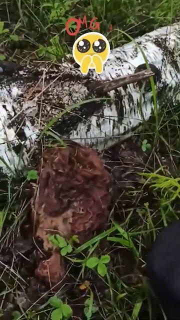 Строчок гигантский.1 июня 2022