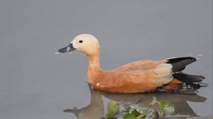 Огарь   Tadorna ferruginea