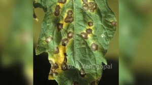 Septoria Leaf spot of Tomato|symps&control measures|ಟೊಮ್ಯಾಟೋ ಎಲೆ ಚುಕ್ಕಿ ರೋಗ ಲಕ್ಷಣಗಳು & ಹತೋಟಿ ಕ್ರಮಗಳ