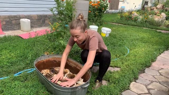 VLOG // Поездка в лес за грибами // Земляничное поле // Забираем гусей домой смотреть онлайн