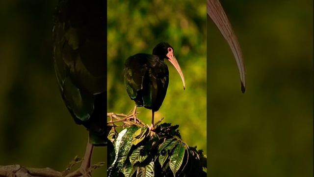 HAWAIIAN HONEYCREEPER! #birds #amazinganimals #beautifulanimals #adorableanimals #shorts