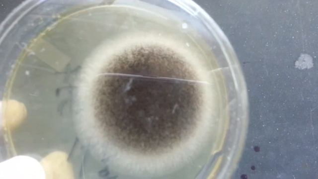 Aspergillus niger colony characteristics on Sabouraud dextrose agar Demonstration