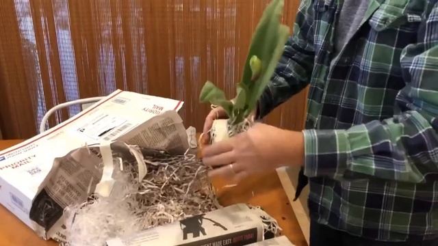 Paph Paradise Packaging смотреть онлайн