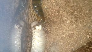 Feeding Video #13 - Larvae Explosion (GRAPHIC)