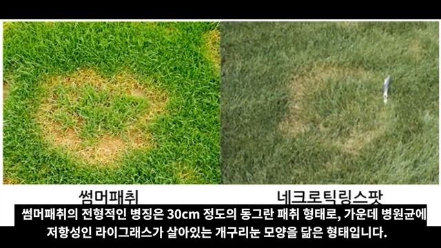 한지형 잔디에 발생하는 썸머패취의 A to Z(Summer Patch Disease Caused by Magnaporthe poae in Cool Season Turfgrass) смотреть онлайн