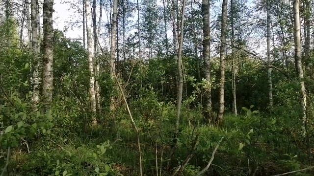 Тихая охота 2023!!! смотреть онлайн