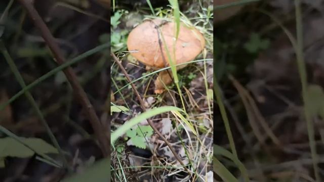 Нарвались на поляну грибов, в Чунском районе! смотреть онлайн