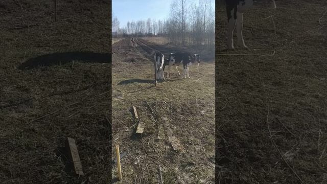 откорм бычков