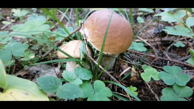 Кто куда, а мы в лес по грибы! смотреть онлайн