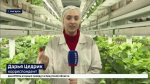 Лето круглый год. Более двух тонн клубники собрали в Ангарском тепличном комплексе