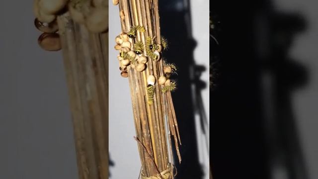 Sericulture