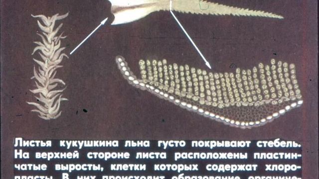 Диафильм "ЛИШАЙНИКИ И МХИ" смотреть онлайн