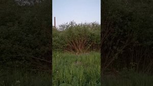 Пение соловья в городе