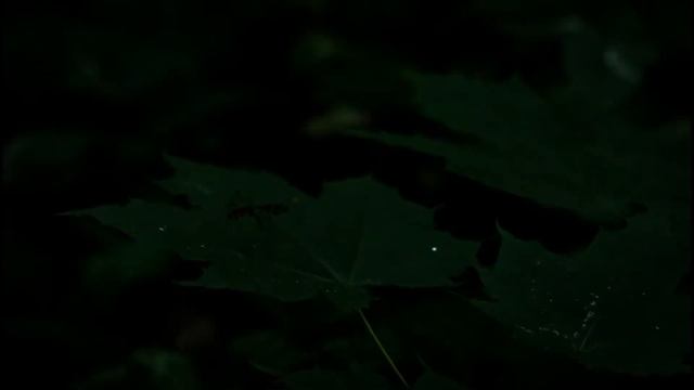 Лесная песнь|Forest song смотреть онлайн