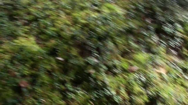 С Ксюшей и Симой по грибы (1 октября 2011 г) смотреть онлайн