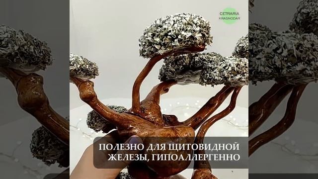 Деревья из цетрарии Краснодар и Геленджик смотреть онлайн